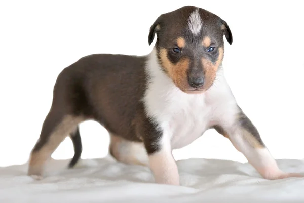 Smooth collie szczeniak — Zdjęcie stockowe