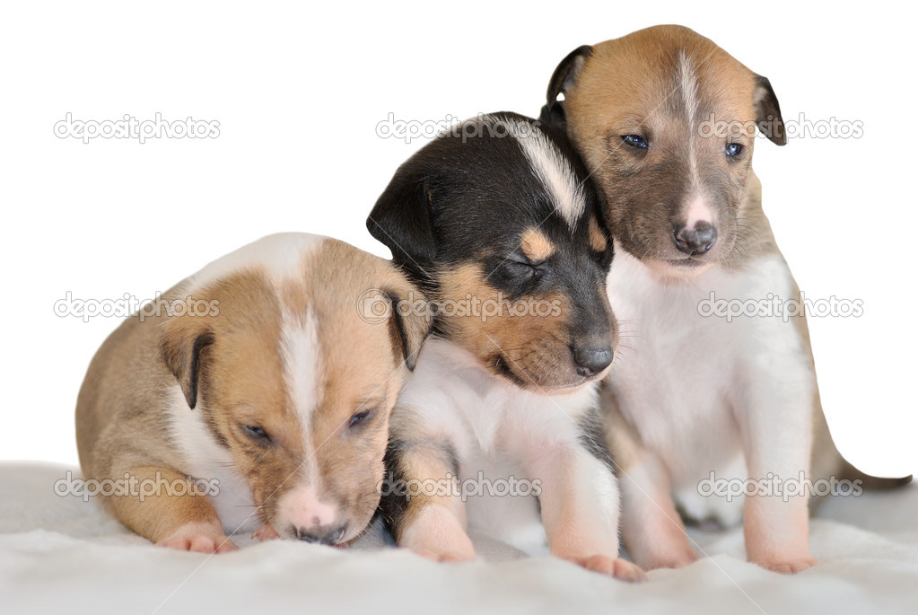 Smooth collie puppies