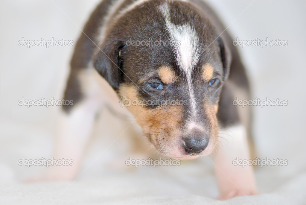 Pictures Smooth Collie Puppy Smooth Collie Puppy Stock Photo