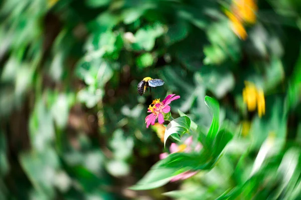 Цветы Пчелы Сосредоточьтесь Плотницких Пчелах Жёлтых Цветах — стоковое фото