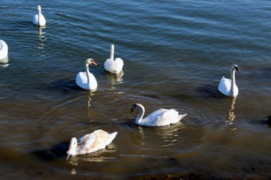 Romanya 'da gölde bir grup kuğu