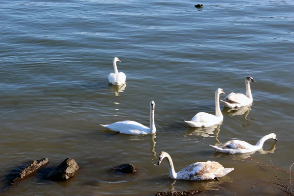 Grupo Cisnes Lago Roménia — Fotografia de Stock