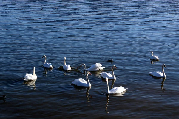 Group Swans Lake Romania — Zdjęcie stockowe