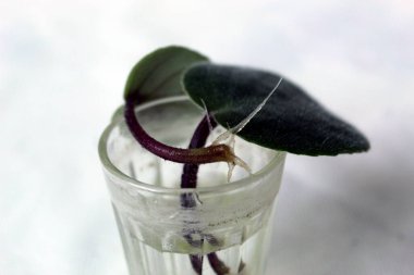 Vegetative reproduction in Violet Saintpaulias commonly known as African violets Parma violets