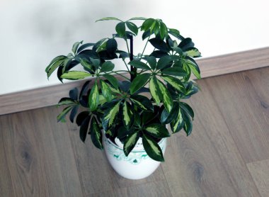 Schefflera arboricola plant isolated on wooden background
