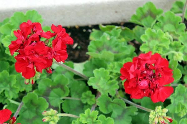 Red Pelargonium Zonale Även Känd Som Hästsko Geranium — Stockfoto