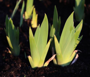 Iris dikenli yaprakları