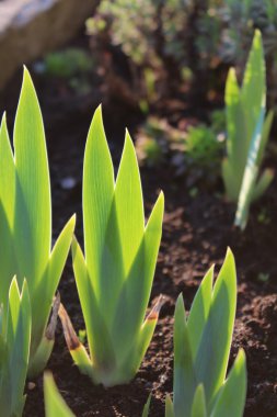 Iris dikenli yaprakları