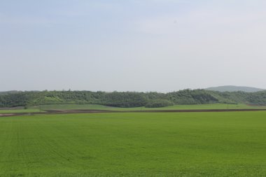 Bahar çimen ve orman alanı