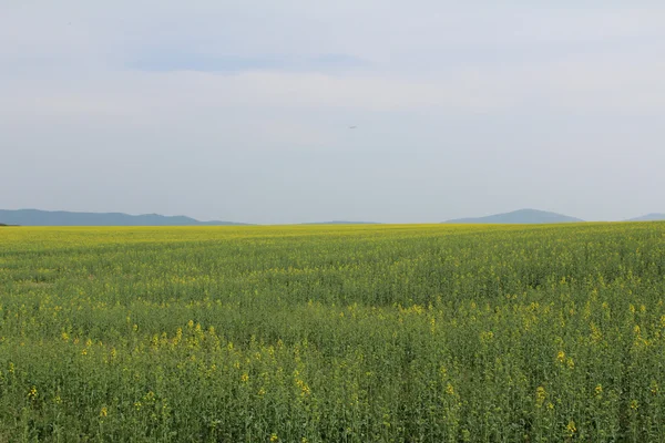 Field of bright yellow canola or rapeseed — Stock Photo, Image