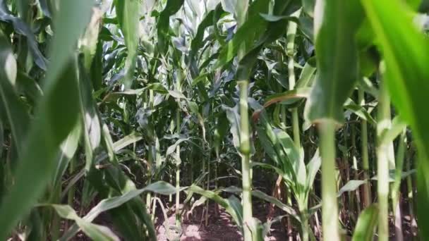 Zbliżenie Rzędów Zielonych Soczystych Łodyg Kukurydzy Liście Kołyszą Się Wietrze — Wideo stockowe