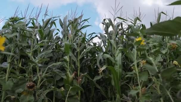 Молодые Колосья Кукурузы Созревают Поле Сочных Стеблей Фоне Облачного Неба — стоковое видео