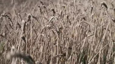 Olgun, kuru buğday dalgalanıyor rüzgarda. Arpa hasat için hazır. Görüntüyü kapat