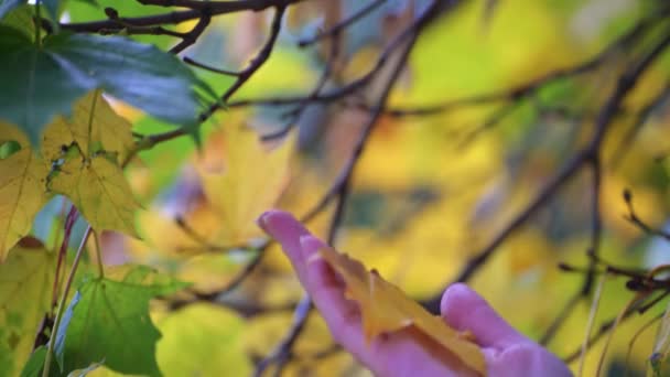 Γυναικείο Χέρι Που Κρατάει Ένα Φθινόπωρο Πεσμένο Φύλλο Απλώνει Πίσω — Αρχείο Βίντεο