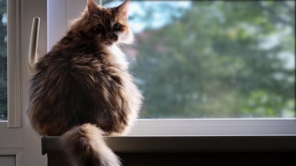 毛茸茸的 毛茸茸的三色猫坐着 向窗外看去 可怜的宠物在等主人 — 图库视频影像