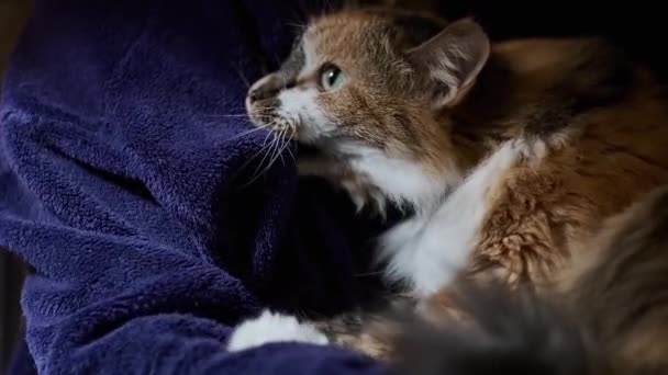 毛茸茸的三色猫躺在主人的膝上 拿着有牙齿的长袍 快乐的宠物用压爪按摩 — 图库视频影像