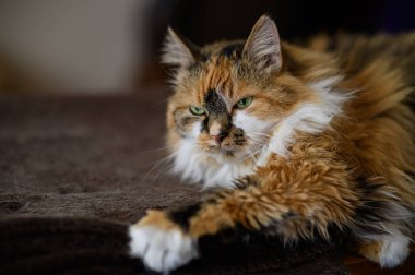 Tatlı bir kızıl kedi sıcak bir battaniyenin üzerinde uyur. Komik, güzel, kızıl, tüylü bir kedinin portresi..