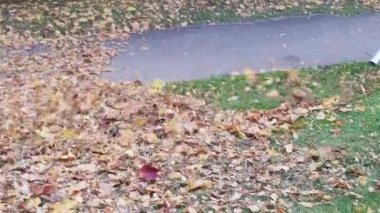 Bir park işçisi düşen yaprakları temizlemek için gaz süpürgesi kullanıyor..