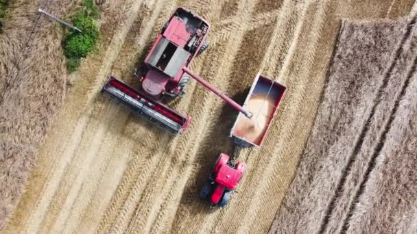 収穫者は収穫した穀物をトラクターに注ぐ 収穫時期 — ストック動画