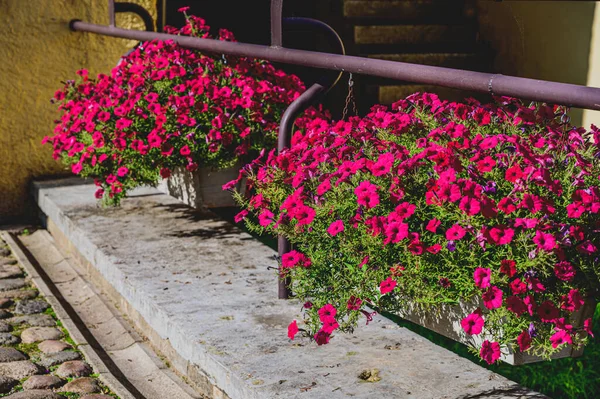 Corrimões Antigos São Decorados Com Outeiros Com Belas Flores Rosa — Fotografia de Stock