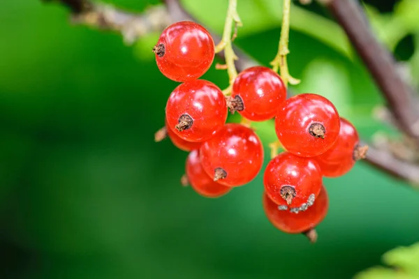 Close Sprigs Ripe Red Currants Blurred Green Background — Stock Photo, Image