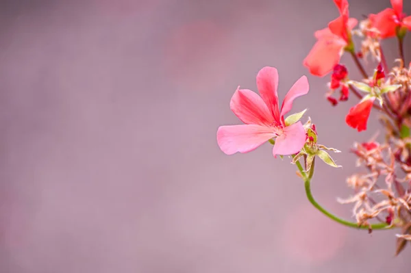 Schöne Rosa Sommerblumen Auf Einem Hellrosa Hintergrund — Stockfoto