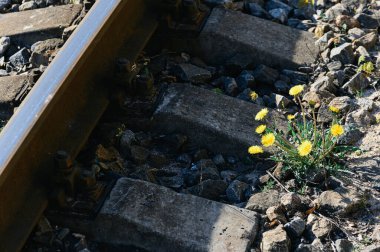 Yalnız sarı karahindiba moloz ve rayların arasından geçti. Şehirde doğa var..