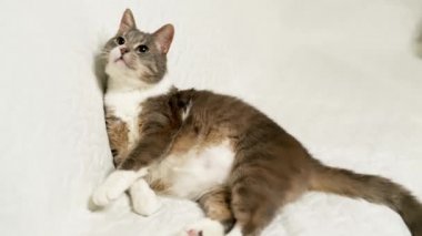 Kedi kanepede yatıyor ve dikkatle bir şeye bakıyor. Beyaz arkaplan