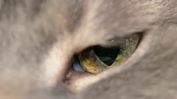 Närbild Kattens Ögon Den Inhemska Katten Öppnar Och Blundar Långsamt — Stockvideo