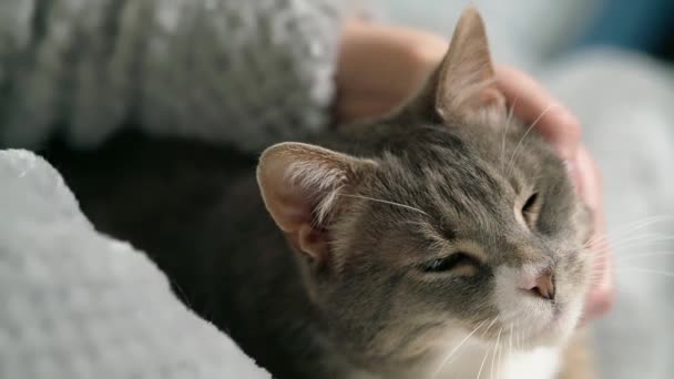 主人抚摸和抓挠一只灰色的大家猫的脖子 对宠物的爱 — 图库视频影像
