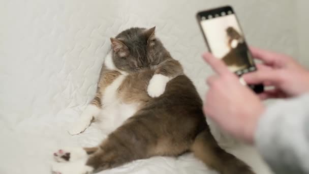 Ägaren Fotograferar Sin Grå Katt Med Mobiltelefon Hemma Soffan Kärlek — Stockvideo