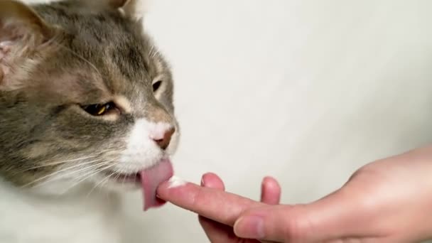 一只灰色的家猫从主人的手上舔酸奶油 猫嘴的特写 — 图库视频影像