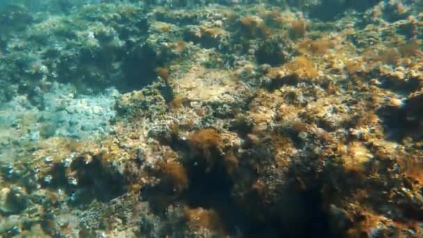 海景水下拍摄 令人目瞪口呆的海底和海藻 太阳光穿透蓝色的海水 — 图库视频影像