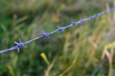 Yeşil çimenlerin arka planında dikenli teller var. Güvenli çit.