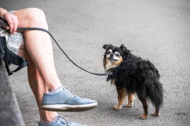Bir adam bankta tasmalı küçük bir köpeğin yanında oturuyor..