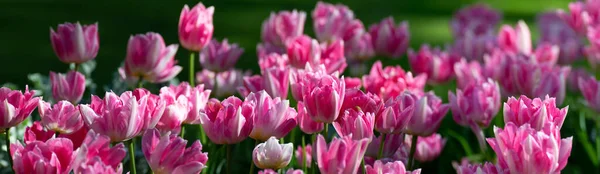 Panoramablick Auf Den Frühlingsrasen Mit Vielen Schönen Rosa Tulpenblüten Blumigem — Stockfoto