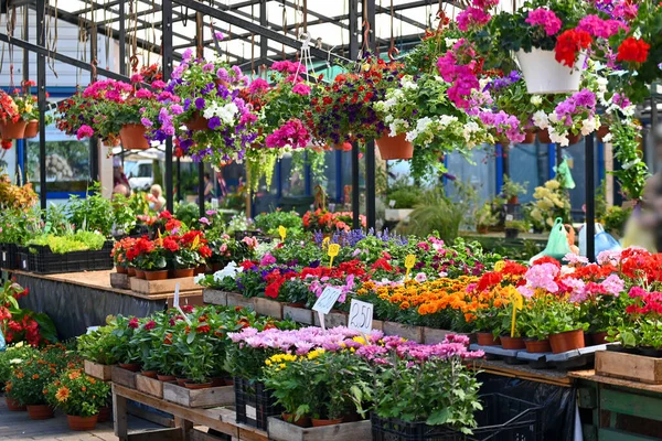 Şehir pazarında taze çiçeklerle dolu bir tezgah. Çiftçi pazarında ticaret..