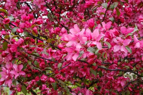 Şehir parkında güzel pembe sakura çiçeği. Sakura çiçeklerine yakın çekim.