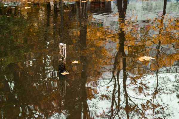 Hojas Caídas Flotantes Otoño Superficie Tranquila Del Estanque Enfoque Selectivo —  Fotos de Stock