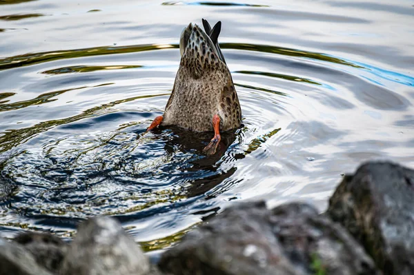 Die Wildente Taucht Auf Nahrungssuche Den Stadtweiher Entengrütze — Stockfoto