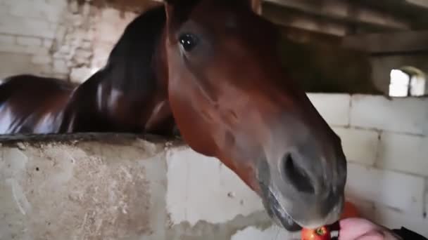 Uma Menina Alimenta Cavalo Uma Barraca Com Maçãs Sua Mão — Vídeo de Stock