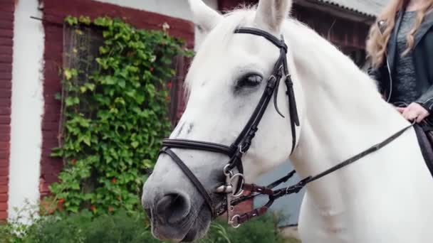 Portret Van Geharnast Wit Paard Boerderij Paard Met Ruiter — Stockvideo