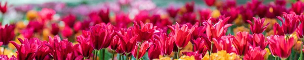 Panorama Eines Feldes Mit Schönen Rosa Tulpen Viele Blütentulpen — Stockfoto
