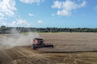 Büyüyen tahıllar. Buğdayı biçer. Tarım makineleri çalışıyor. 