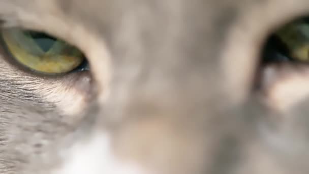 家猫慢慢地睁开眼睛闭着眼睛 一只猫的眼睛的近视宏观视频拍摄 — 图库视频影像