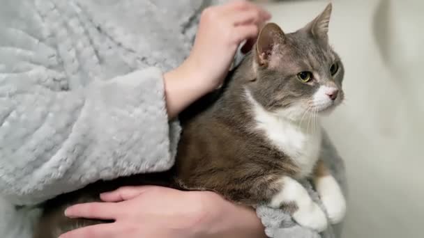 当主人爱抚他的宠物时 一只灰猫的脸的特写 — 图库视频影像