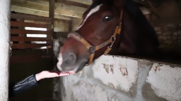 Femme Jockey Nourrir Son Cheval Avec Des Pommes Mûres Main — Video