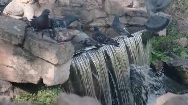 Pigeons Artificial Waterfall Birds Sitting Stone Wildlife Scene — Stock Video