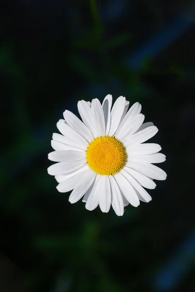 White Large Chamomile Dark Blurred Background Floral Background — Stock Photo, Image