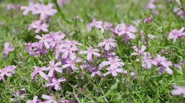 Güneşli bir günde rüzgarda sallanan güzel bir menekşe. Mor phlox-subulate